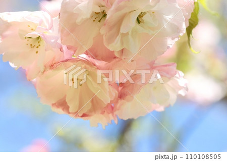 松月　ショウゲツ　八重桜　僅かにピンク色の桜 110108505