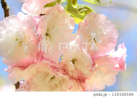 松月　ショウゲツ　八重桜　僅かにピンク色の桜 110108506