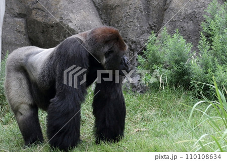 四つん這いのゴリラのオス 110108634