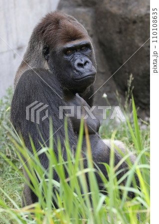 座ってこちらを見るゴリラのオス 110108635