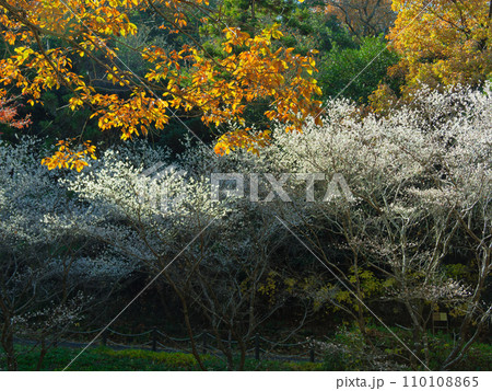 ブナ科コナラの黄葉と四季桜 110108865
