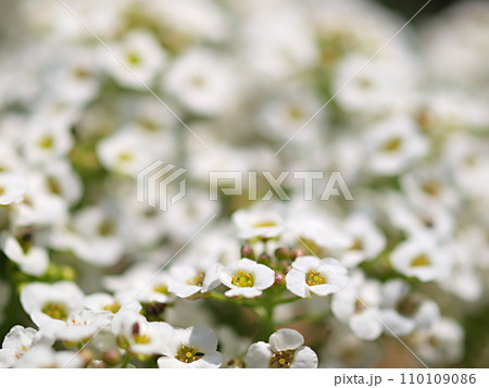 スイートアリッサムの花のアップ スイートアリッサムの花のアップ 110109086