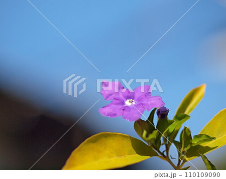 ニオイバンマツリの花のアップ 110109090