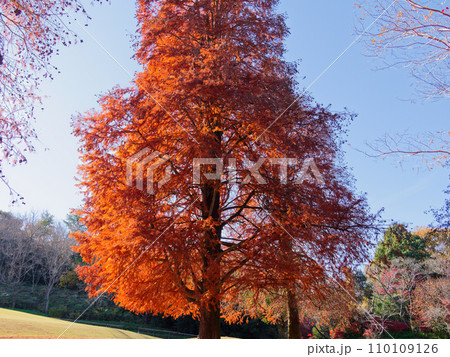 ヒノキ科ラクウショウの紅葉 ヒノキ科ラクウショウの紅葉 110109126