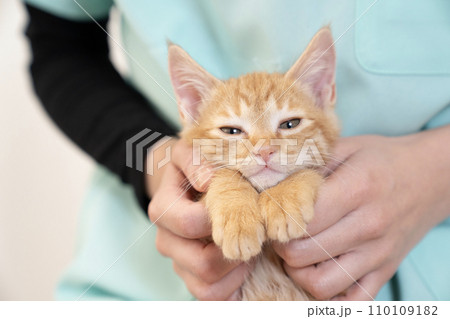 カメラ目線の仔猫 110109182