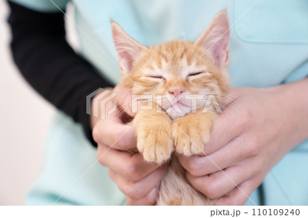 眠くて目を閉じた仔猫 110109240