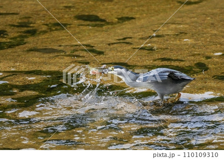 清流できれいな婚姻色のオイカワをゲットしたササゴイ 110109310