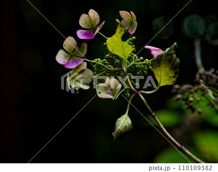 枯れたヤマアジサイの装飾花 枯れたヤマアジサイの装飾花 110109382