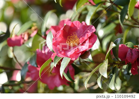 サザンカ (山茶花:Camellia sasanqua) サザンカ (山茶花:Camellia sasanqua) 110109492