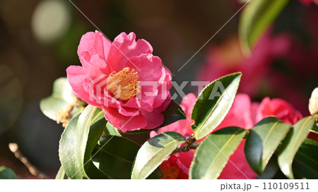 サザンカ (山茶花:Camellia sasanqua) サザンカ (山茶花:Camellia sasanqua) 110109511