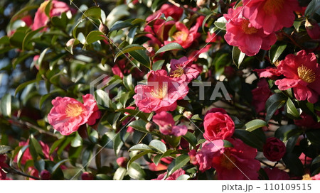 サザンカ (山茶花:Camellia sasanqua) サザンカ (山茶花:Camellia sasanqua) 110109515