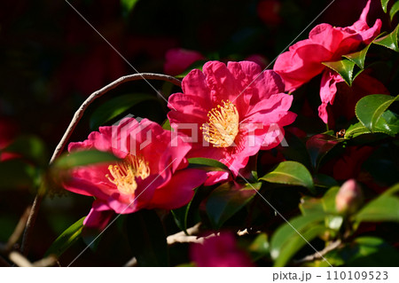 サザンカ (山茶花:Camellia sasanqua) サザンカ (山茶花:Camellia sasanqua) 110109523