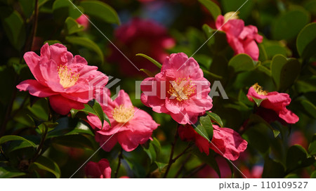 サザンカ (山茶花:Camellia sasanqua) サザンカ (山茶花:Camellia sasanqua) 110109527