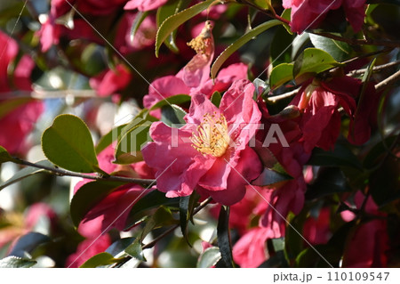 サザンカ (山茶花:Camellia sasanqua) サザンカ (山茶花:Camellia sasanqua) 110109547