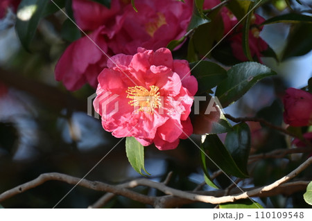 サザンカ (山茶花:Camellia sasanqua) サザンカ (山茶花:Camellia sasanqua) 110109548