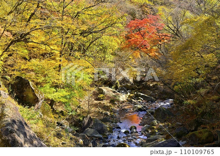 赤城山南面　粕川の紅葉する渓谷（滝沢） 110109765