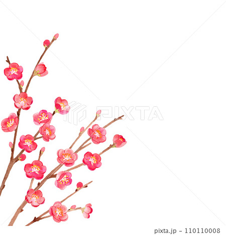 梅　水彩イラスト 110110008