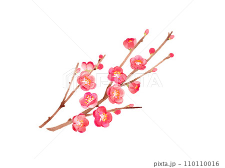 梅　水彩イラスト 110110016