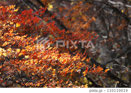 裏磐梯　五色沼　紅葉 110110019