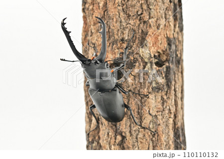 ギラファノコギリクワガタ 110110132