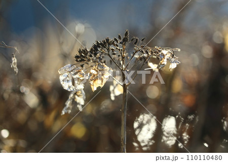 枯れ紫陽花 枯れ紫陽花 110110480