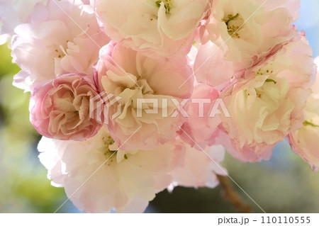 松月 ショウゲツ 八重咲の桜の花 薄いピンク色 クローズアップ 松月 ショウゲツ 八重咲の桜の花 薄いピンク色 クローズアップ 110110555