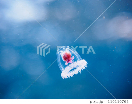 ヒリゾ浜の不老不死と言われる不思議なベニクラゲ（ベニクラゲモドキ科）。  静岡県伊豆半島賀茂郡南伊豆 110110762