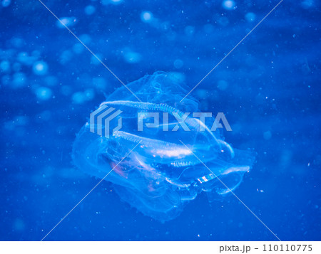 ヒリゾ浜の不思議なモヨウモンガラドオシ（ウミヘビ科）。  静岡県伊豆半島賀茂郡南伊豆町中木から渡し船 110110775