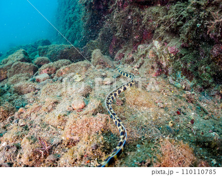 ヒリゾ浜の不思議なモヨウモンガラドオシ（ウミヘビ科）。  静岡県伊豆半島賀茂郡南伊豆町中木から渡し船 110110785