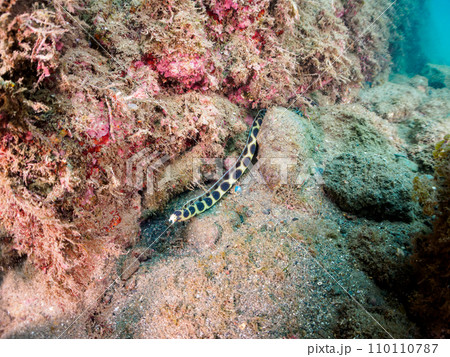 ヒリゾ浜の不思議なモヨウモンガラドオシ（ウミヘビ科）。  静岡県伊豆半島賀茂郡南伊豆町中木から渡し船 110110787
