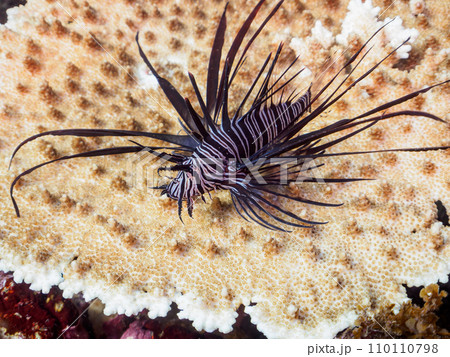 ヒリゾ浜のテーブルサンゴに乗る水中洞窟の美しい黒色変異体のハナミノカサゴ(ミノカサゴ亜科)の幼魚。 ヒリゾ浜のテーブルサンゴに乗る水中洞窟の美しい黒色変異体のハナミノカサゴ(ミノカサゴ亜科)の幼魚。 110110798