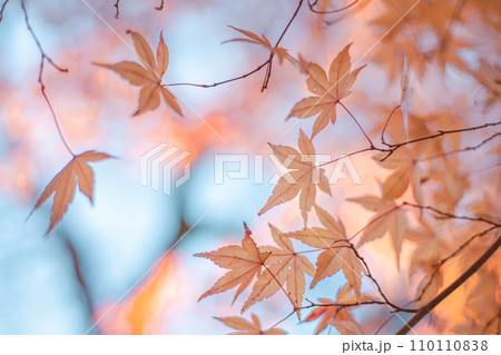 紅葉と空 110110838