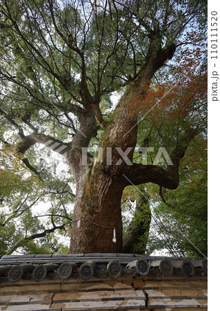 やはたのはちまんさん、八幡宮、秋の石清水八幡宮、御神徳、散歩、 110111520