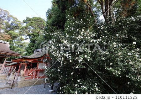 やはたのはちまんさん、八幡宮、秋の石清水八幡宮、御神徳、散歩、 やはたのはちまんさん、八幡宮、秋の石清水八幡宮、御神徳、散歩、 110111525