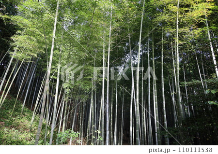 やはたのはちまんさん、八幡宮、秋の石清水八幡宮、御神徳、散歩、 110111538