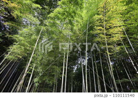 やはたのはちまんさん、八幡宮、秋の石清水八幡宮、御神徳、散歩、 やはたのはちまんさん、八幡宮、秋の石清水八幡宮、御神徳、散歩、 110111540