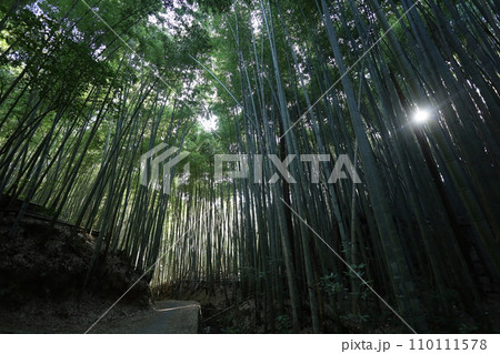 やはたのはちまんさん、八幡宮、秋の石清水八幡宮、御神徳、散歩、 やはたのはちまんさん、八幡宮、秋の石清水八幡宮、御神徳、散歩、 110111578