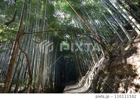 やはたのはちまんさん、八幡宮、秋の石清水八幡宮、御神徳、散歩、 110111582