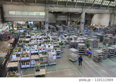 大田市場の花き市場 大田市場の花き市場 110111989