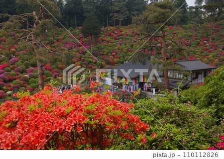 花と歴史寺青梅塩船観音境内のツツジ2 花と歴史寺青梅塩船観音境内のツツジ2 110112826