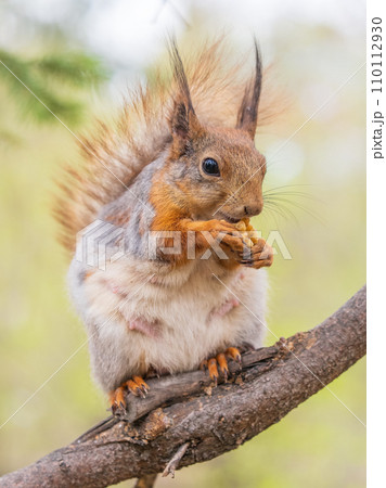 The squirrel with nut sits on a branches in the spring or summer. 110112930
