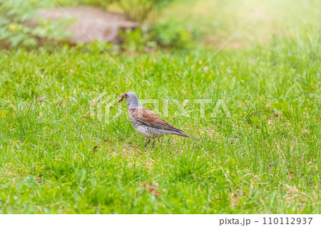 Wood bird Fieldfare, Turdus pilaris, on a sprng lawn. Wood bird Fieldfare, Turdus pilaris, on a sprng lawn. 110112937
