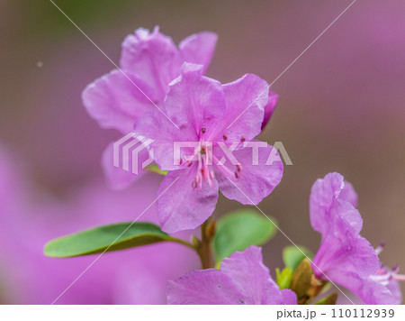 Pink flowers of Siberian rhododendron copy space. Rhododendron dauricum. Spring flowering of Altai rhododendron. Pink flowers of Siberian rhododendron copy space. Rhododendron dauricum. Spring flowering of Altai rhododendron. 110112939