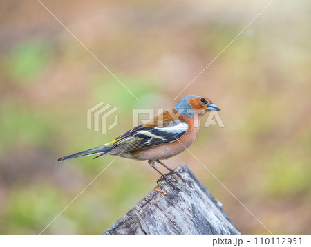 Common chaffinch, Fringilla coelebs, sits on a tree. Common chaffinch in wildlife. 110112951