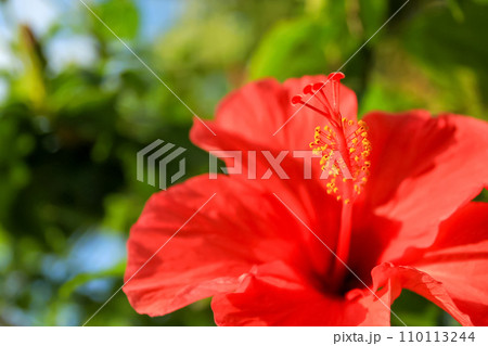 沖縄 ハイビスカスの花 沖縄 ハイビスカスの花 110113244