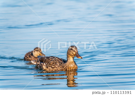 A family of ducks, a duck and its little ducklings are swimming in the water. The duck takes care of its newborn ducklings. Mallard, lat. Anas platyrhynchos A family of ducks, a duck and its little ducklings are swimming in the water. The duck takes care of its newborn ducklings. Mallard, lat. Anas platyrhynchos 110113391