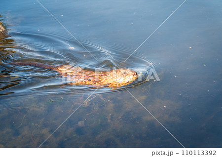 Muskrat, Ondatra zibethicuseats swiming at the surface of the lake water. Muskrat, Ondatra zibethicuseats swiming at the surface of the lake water. 110113392