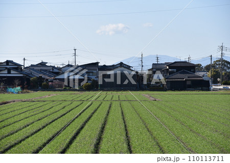 田んぼと住宅のある風景 田んぼと住宅のある風景 110113711