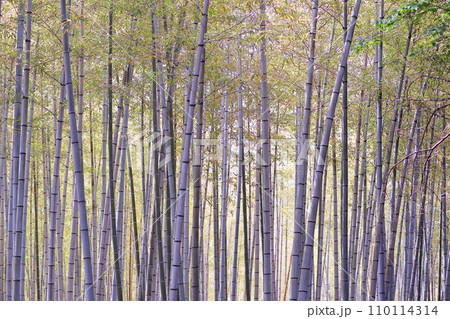 竹林のある風景 110114314