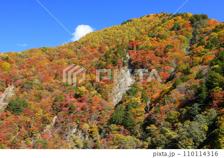 長野県松本市安曇 梓川にかかる前川渡大橋からの川沿いの紅葉の景色 長野県松本市安曇 梓川にかかる前川渡大橋からの川沿いの紅葉の景色 110114316
